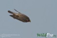 /album/galleria-foto-fotografia-naturalistica/mg-6241-1200px-1200px-jpg/